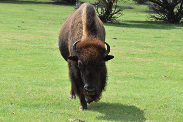 American buffalo in the field