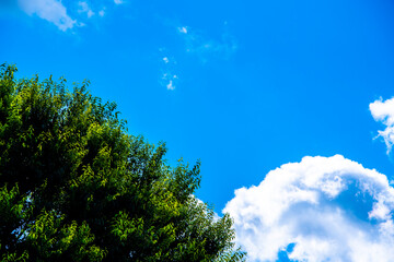 Fototapeta premium leaves and clouds