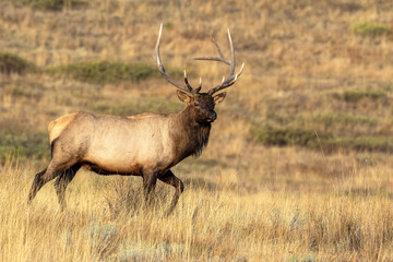 Naklejka na ściany i meble Bull Elk in Mid-step During Rut