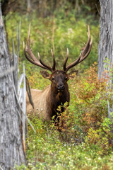 Naklejka na ściany i meble Bull Elk in Timber
