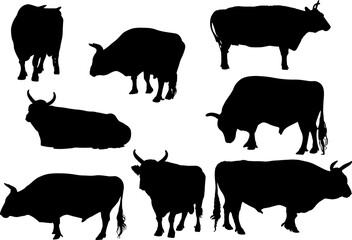 eight cows silhouettes isolated on white
