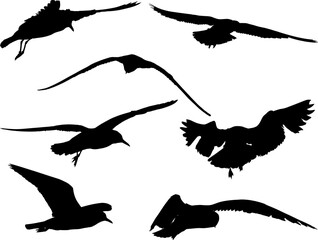 set of seven isolated seagull silhouettes