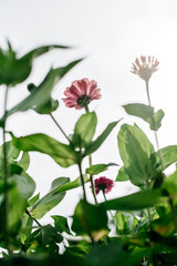 Obraz premium zinnias growing from below against the sky