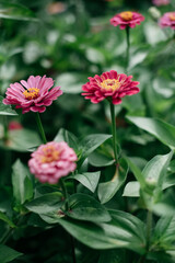 pink and red zinnias in a summer garden
