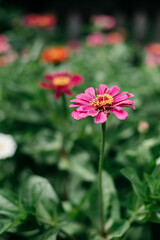 Obraz premium pink flower in the garden