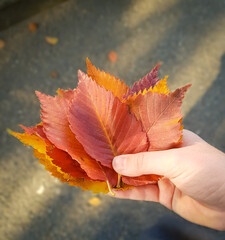 Bright colorful fallen leaves in the hands of a child