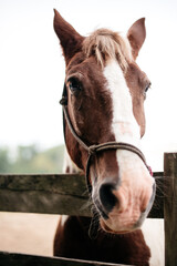 Closeup of a brown horse looking over a fence
