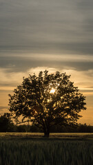 Idyllic image of a silhouette of a tree with sun behind the tree