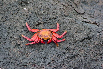 Cangrejos de las islas Galapagos en ecuador