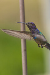 hummingbird in flight