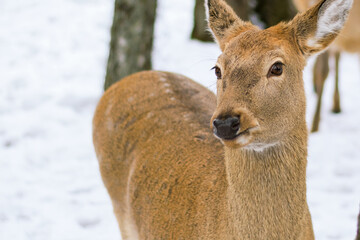 Spotted deer walk in the snow. Mammals, hoofed animals. Winter, sunny day, good weather. Close up shot.