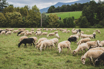 Obraz premium Flock of sheep on pasture. Herd of colorful sheep and lambs. Shaved sheep. Farmland background. Grazing muttons. Livestock concept. Cattle farm in France. Domestic ewes in the meadow.