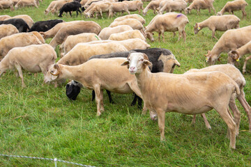 Flock of sheep on pasture. Herd of colorful sheep and lambs. Shaved sheep. Farmland background. Grazing muttons. Livestock concept. Cattle farm in France. Domestic ewes in the meadow.