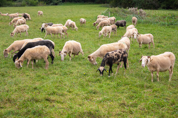 Obraz premium Flock of sheep on pasture. Herd of colorful sheep and lambs. Shaved sheep. Farmland background. Grazing muttons. Livestock concept. Cattle farm in France. Domestic ewes in the meadow.