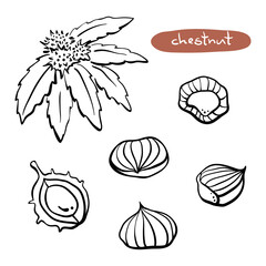 Chestnuts: fruits, leaves, shells. Hand drawn black line sketch isolated on white background. Vector illustration
