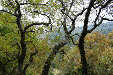 Fototapeta na wymiar Oak logs in the forest