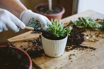 Home garden. How to Transplant Repot a Succulent, propagating succulents. Woman gardeners hand...