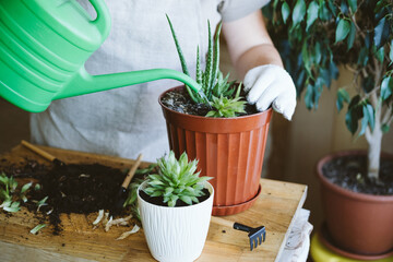 Home garden. Houseplant symbiosis. How to Transplant Repot a Succulent, propagating succulents....