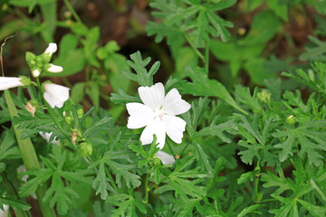 beautiful wildflowers close-up