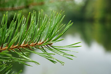 Close up of conifer branch with rain drops and lake background