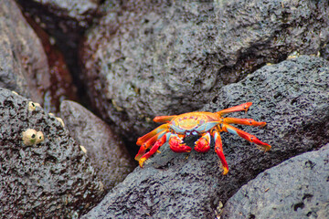 Cangrejos de las islas Galapagos en ecuador