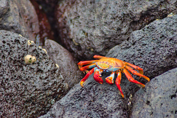 Cangrejos de las islas Galapagos en ecuador