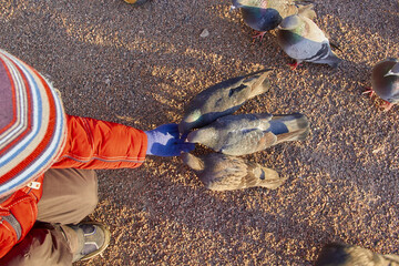 hand-feeding birds, children feed pigeons