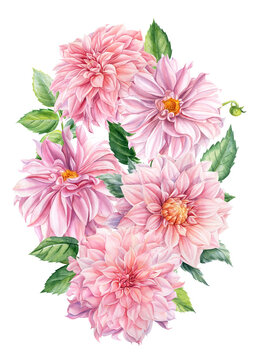 Pink Bouquet of wedding flowers, dahlias on an isolated white background, watercolor botanical painting, flora design