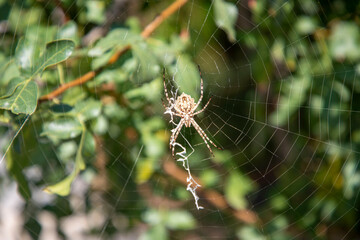 Autumn colors. Colorful fallen leaves in the lake. Magnificent landscape. Natonial Park. Yedigoller. Bolu, Istanbul, Turkey.