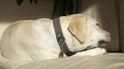 A young dog is eating a treat while lying on the couch. Labrador bitch on a leather couch. Fawn color. close-up. Portrait.