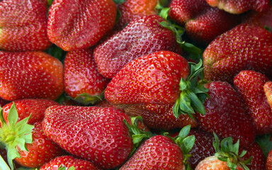 lots of strawberries and red ripe berries