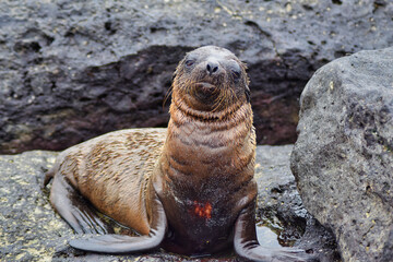 Leon marino de las islas Galapagos en Ecuador