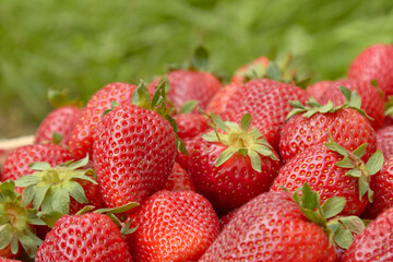 strawberry berry close-up on the background of nature
