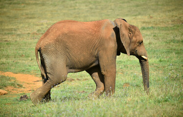 Naklejka na ściany i meble un enorme elefante en un safari
