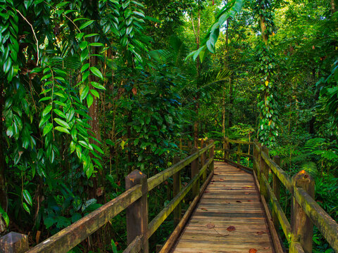 OLYMPUS DIGITAL CAMERA
Balade dans la foret humide et tropicale de la Guadeloupe  sur un sentier am&eacute;nag&eacute; par le parc national de la Guadeloupe