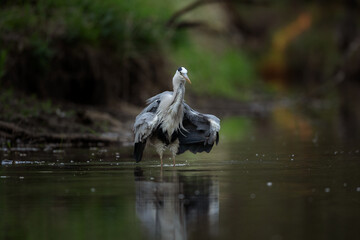 Grey heron hunting on the river. Heron fishing during the day. European wildlife nature. Bohemia nature.