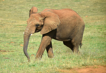 Obraz na płótnie Canvas un enorme elefante en un safari