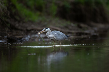 Grey heron hunting on the river. Heron fishing during the day. European wildlife nature. Bohemia nature.