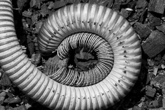 Centipede Exoskeleton, Otjiwarango, Namibia