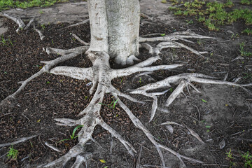 Bare roots crawling out of the ground