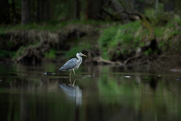 Grey heron hunting on the river. Heron fishing during the day. European wildlife nature. Bohemia nature.