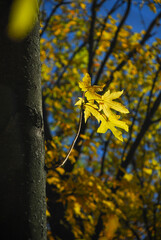 Nice yellow orange red leaves  nature background abstract macro close up autumn