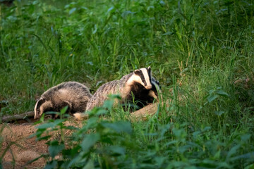 Badger family. European badger moving in the forest. Wildlife nature in the summer forest. European...
