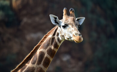 una preciosa jirafa en un safari