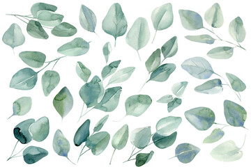 Set of branches and leaves of eucalyptus on isolated white background, watercolor illustration 