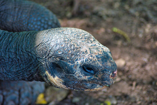 Tortugas gigantes de las islas Galapagos en Ecuador