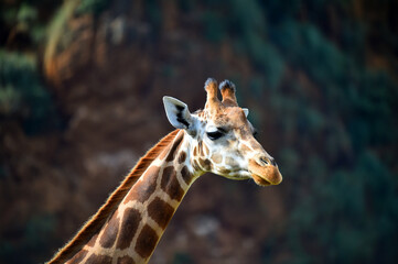 una preciosa jirafa en un safari