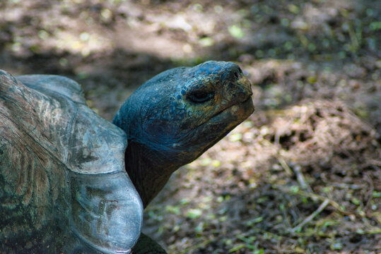 Tortugas gigantes de las islas Galapagos en Ecuador