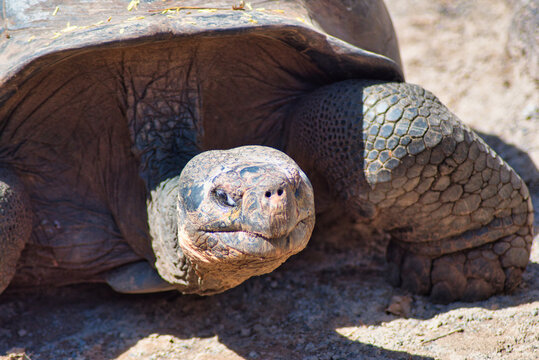 Tortugas gigantes de las islas Galapagos en Ecuador