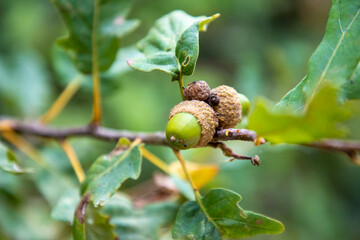 Fresh green acorns on organic branch